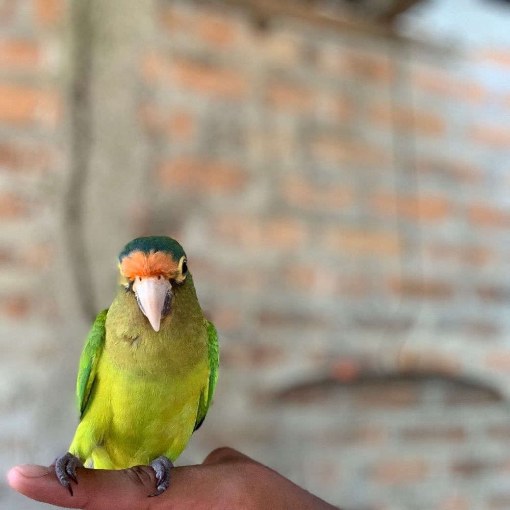 Meet your Posher, Pablo